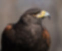 Harris Hawk