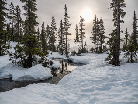 The Still Nature of Winter