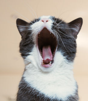10 lecciones de nuestros amigos animales