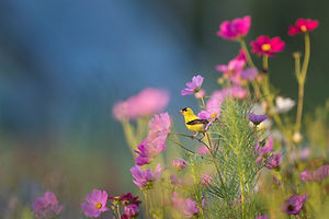 Image by Ray Hennessy