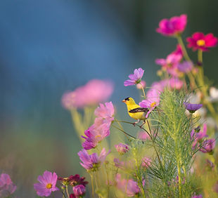 Image by Ray Hennessy