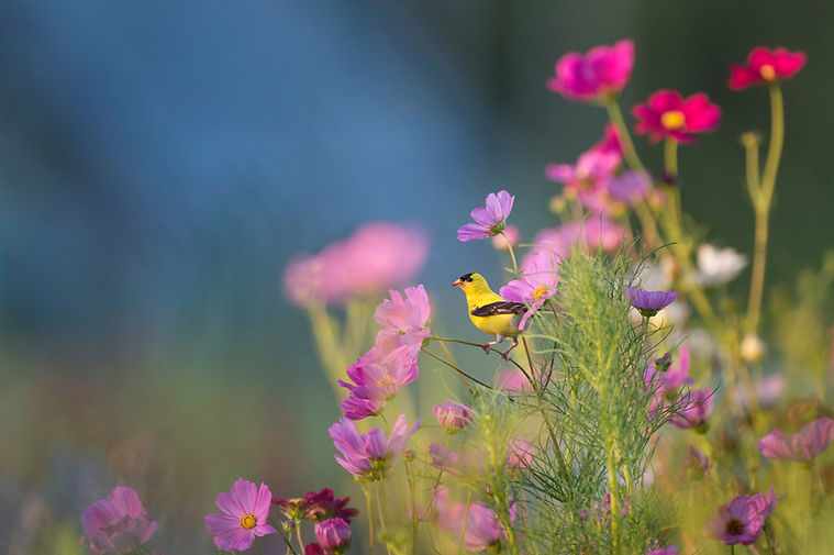 Image by Ray Hennessy