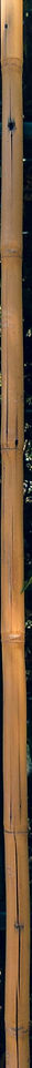 bamboo