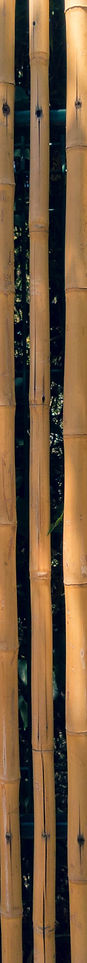 bamboo