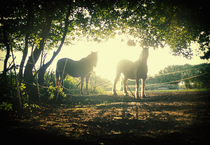 Image by Zoltan Tasi