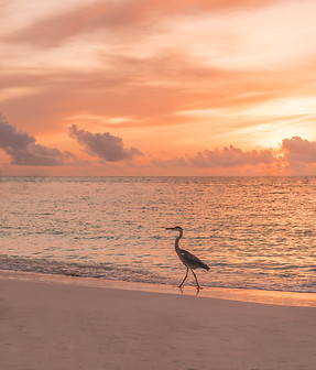 Image by Ali Abdul Rahman