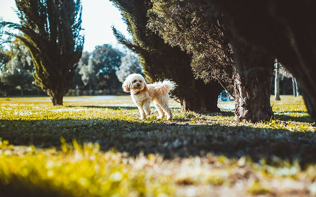 Image by Matteo Vistocco