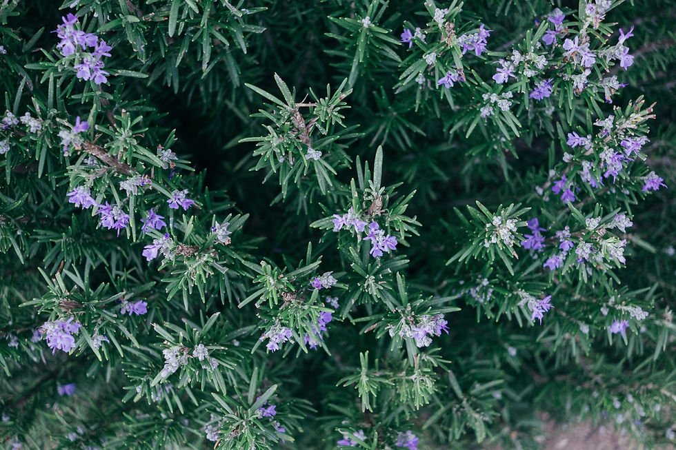 January PORTAL featuring Rosemary