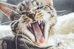Recognizing and Preventing Dental Pain in Cats