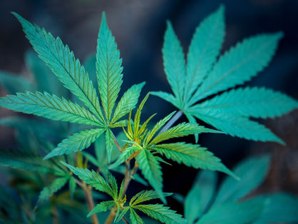 Historie von Marihuana