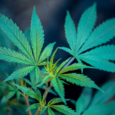 Marijuana Toxicity in Dogs