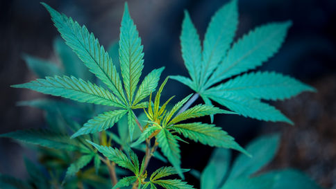 Understanding How Cannabinoids Regulate Emotion and Anxiety in the Brain