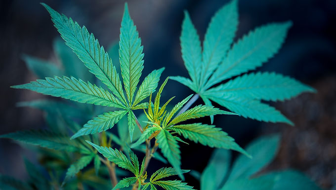 Curious About Cannabis-Infused Sparkling Water? Here's Everything You Need To Know!