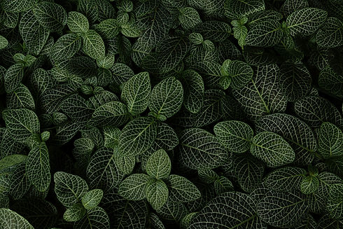 Image by Josefin