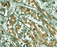 Image by CDC