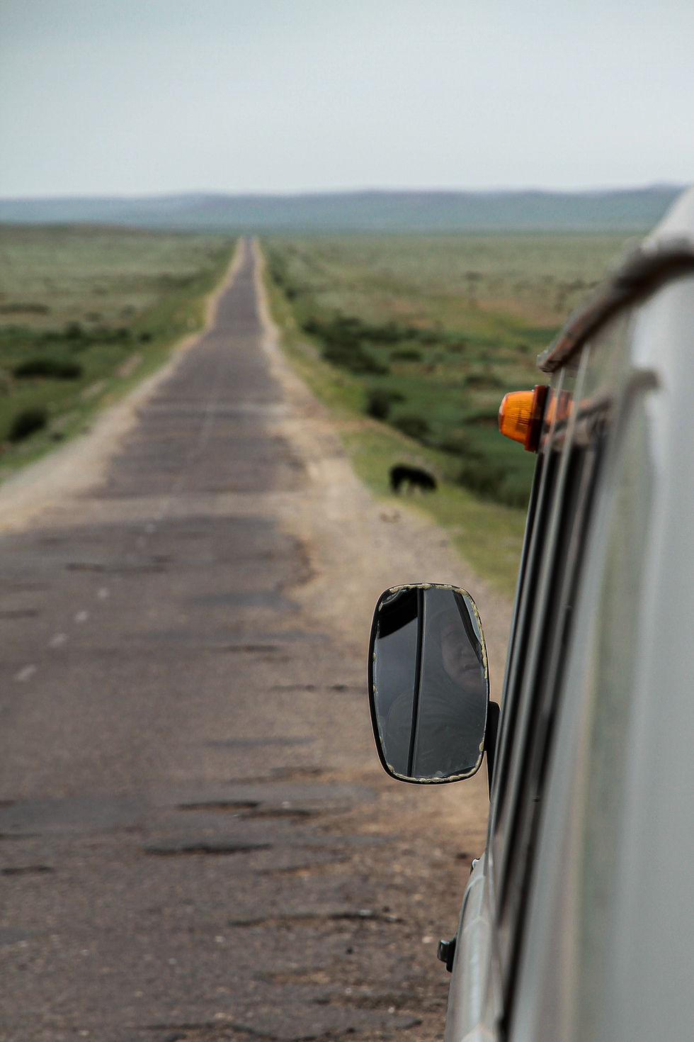 Animals on the Road: What Should Drivers in Australia Know?