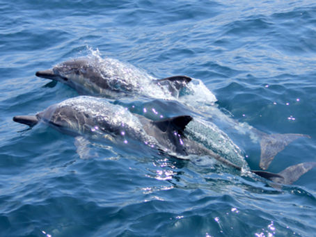 SORTIE DAUPHINS !