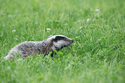 side view of badger in grass - Image by Hans Veth