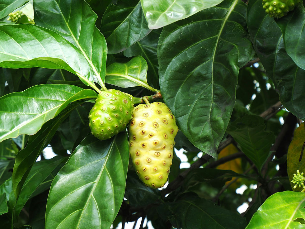 Unlocking Nature's Secrets - Noni Fruit: The Tropical Superfruit your Wellness Routine Needs