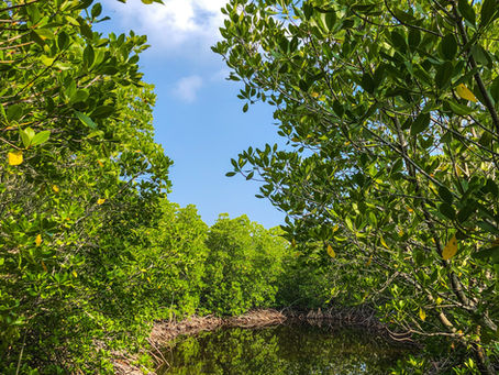 Mangrove Forests