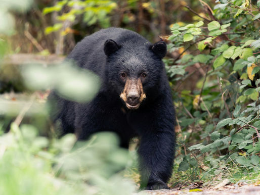 Black Bear