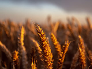 You Cannot Harvest What You Have Not Planted: What Boards Owe Their Organisations