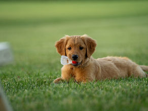Puppy Training Classes on Long Island: Fun, Effective and Tail-Waggingly Good