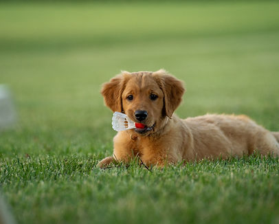 Curious brown puppy resting on the lawn during a calm outdoor training session in Waterloo.