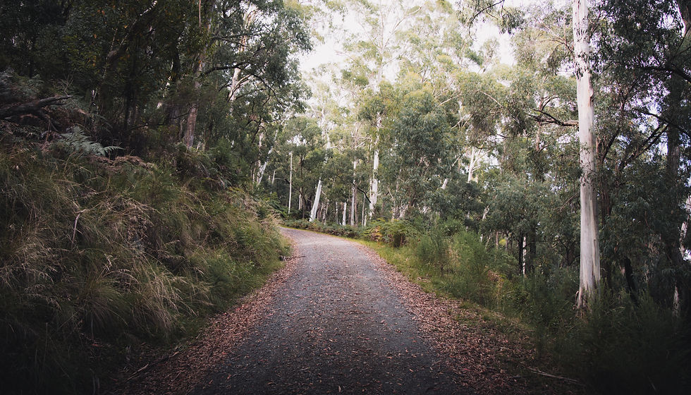 Image by Pat Whelen