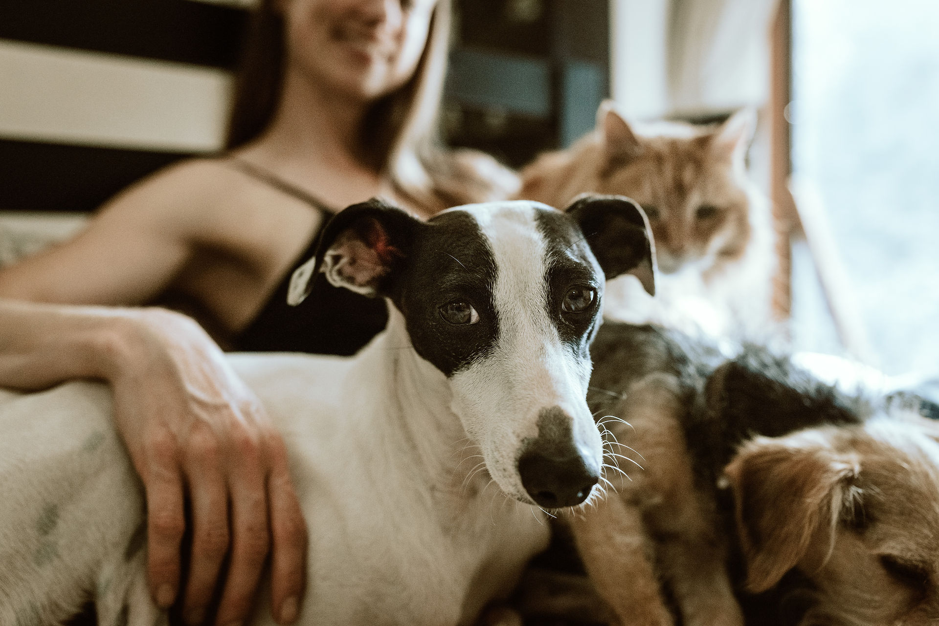 Woman with dog and cat on her lap, pets are encouraged during virtual therapy