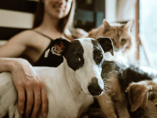 Animal Guardianship and You!