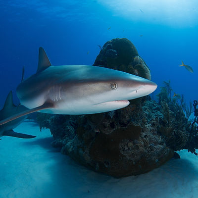 Image by Alex Rose