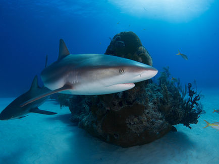 Sharks! Beautiful, important and under threat.