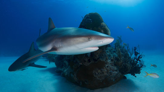 Sharks! Beautiful, important and under threat.