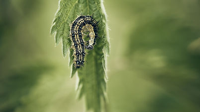 Image by Bruno Kelzer