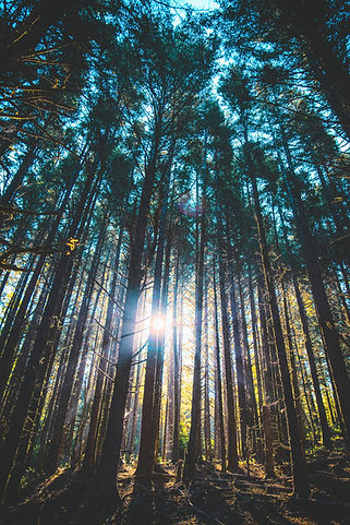 Image by Casey Horner