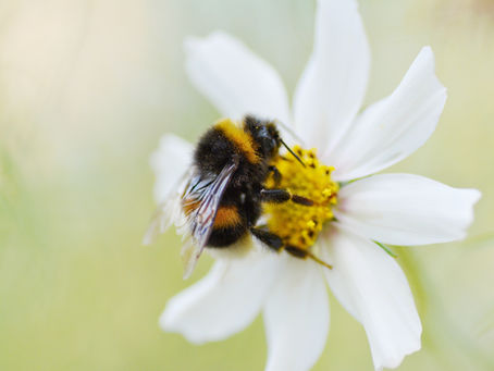 Save ALL the bees (and pollinators)