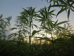 Vente de CBD : relaxe pour 2 commerçants poursuivis pour trafic de stupéfiants