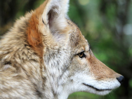 Urge Fish and Wildlife Commission to Ban Coyote-Killing Contests