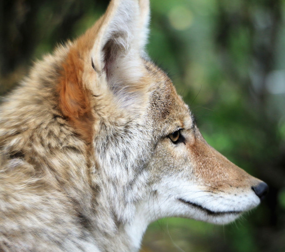Coyote killing contest near Burns, Oregon. Photo courtesy of Humane Society of the United States
