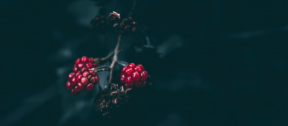 Öykü- Kubilay Özer- Böğürtlen İz Bırakır