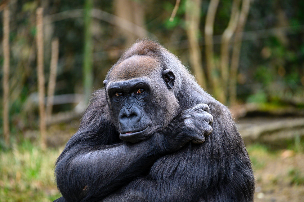 Eye-level view of a mountain gorilla resting in lush greenery