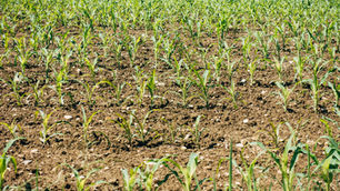 Le Mali se prépare à recevoir du carburant et des engrais russes dans un futur proche