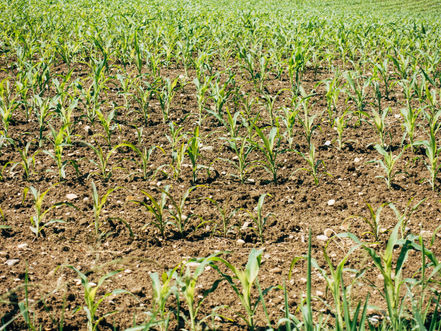 Πρόσκληση υποβολής αιτήσεων στήριξης για συμμετοχή στο μέτρο 11 «Βιολογική Γεωργία» [ΝΕΑ ΛΗΞΗ 31/03]