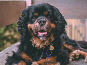 De geschiedenis van Cavalier King Charles Spaniël
