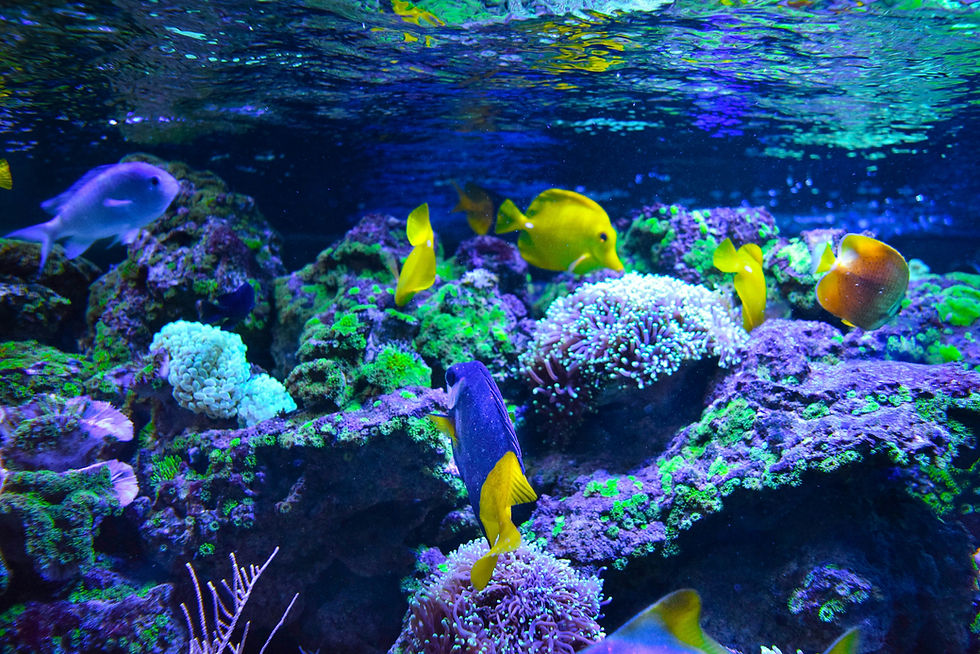 Aquário marinho com peixes exóticos