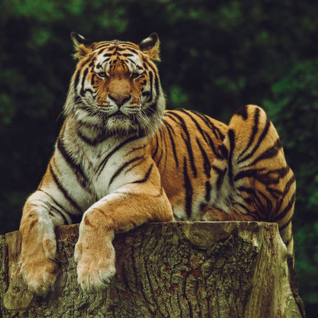 Action pour la biodiversité : For One adopte un tigre avec WWF