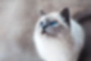 Gatto