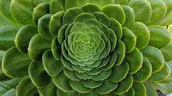 Green plant with fractal pattern