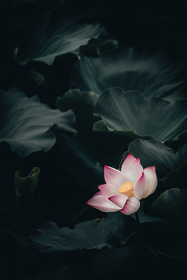 Image by Clarence E. Hsu